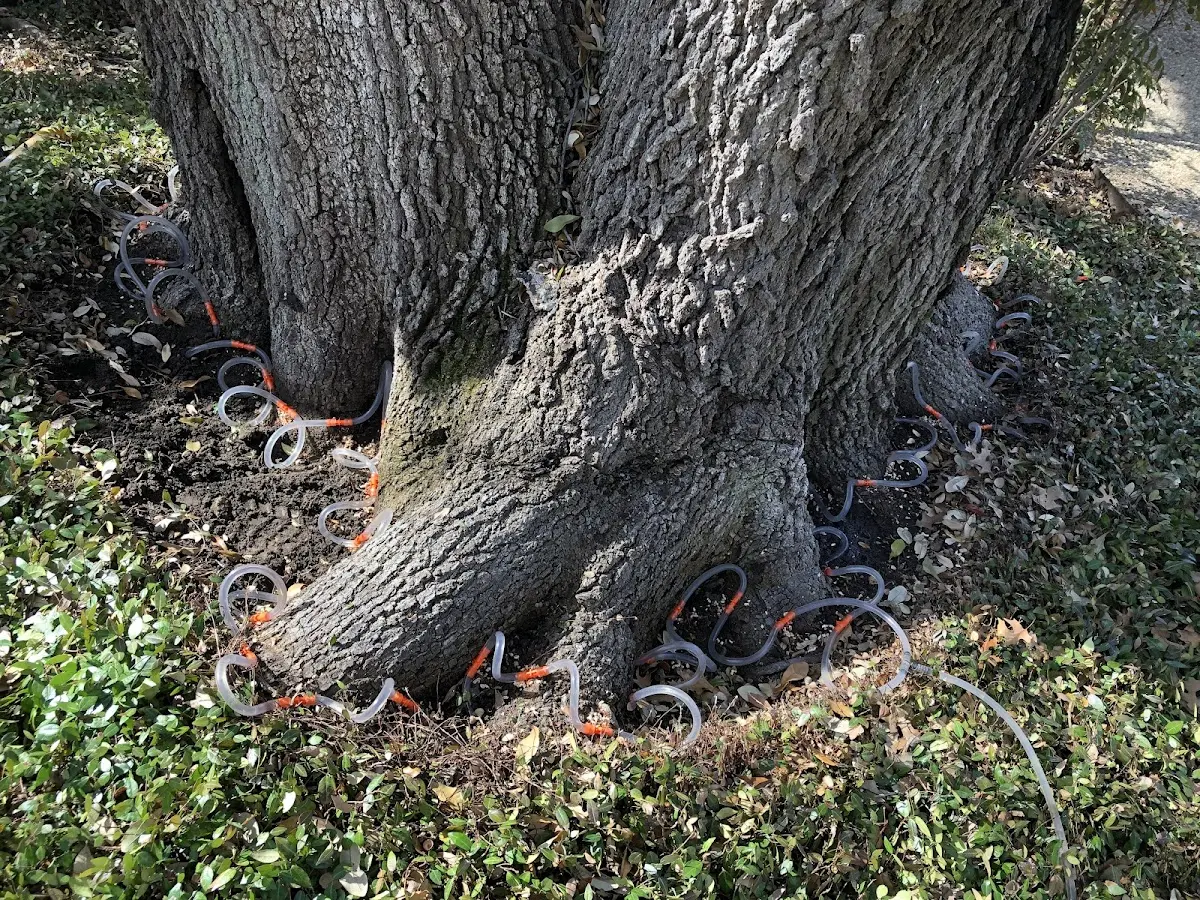 Detailed Tree Cabling and Bracing job site in Beryl