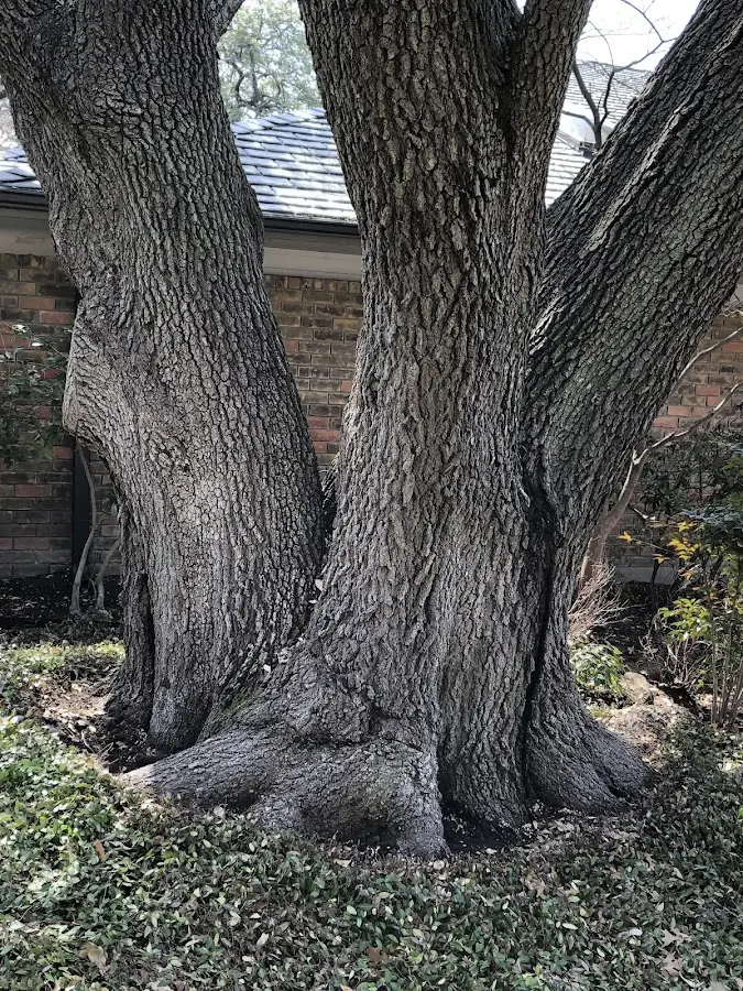 Mature heritage tree close to a Beryl property cared for by certified arborists