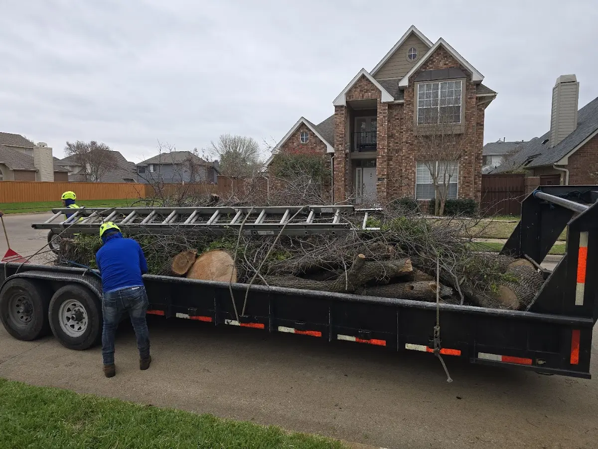 Expert Tree Removal with proper safety equipment in Beryl